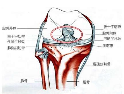 膝关节-前交叉韧带