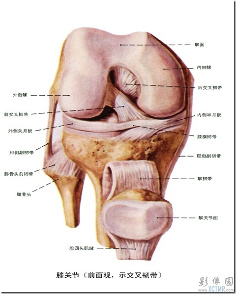 前后交叉韧带解剖图片