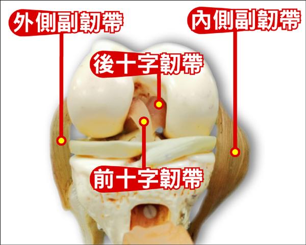 韧带是啥图片