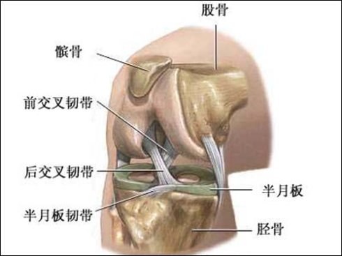 13年叉友的前交叉韧带受伤、手术、康复日记-前叉之家