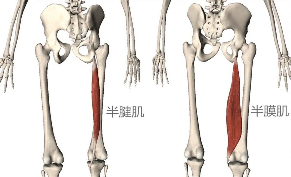 前交叉韧带重建术后腘窝疼？四种训练了解一下