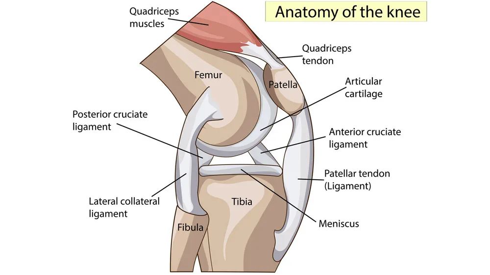 膝关节的主要构成