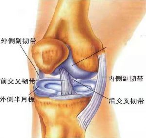 膝关节构造