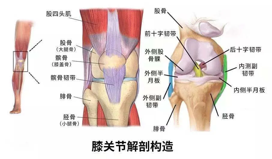 膝盖韧带结构图图片