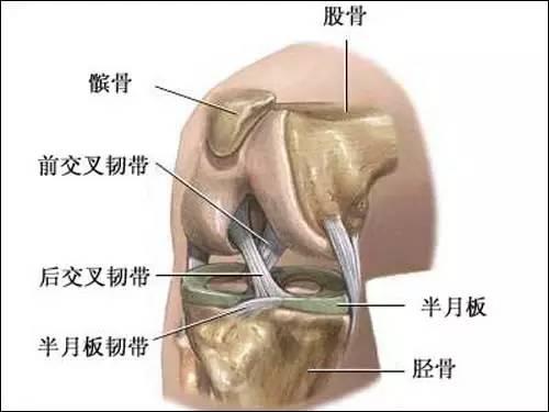 膝关节构造有哪些