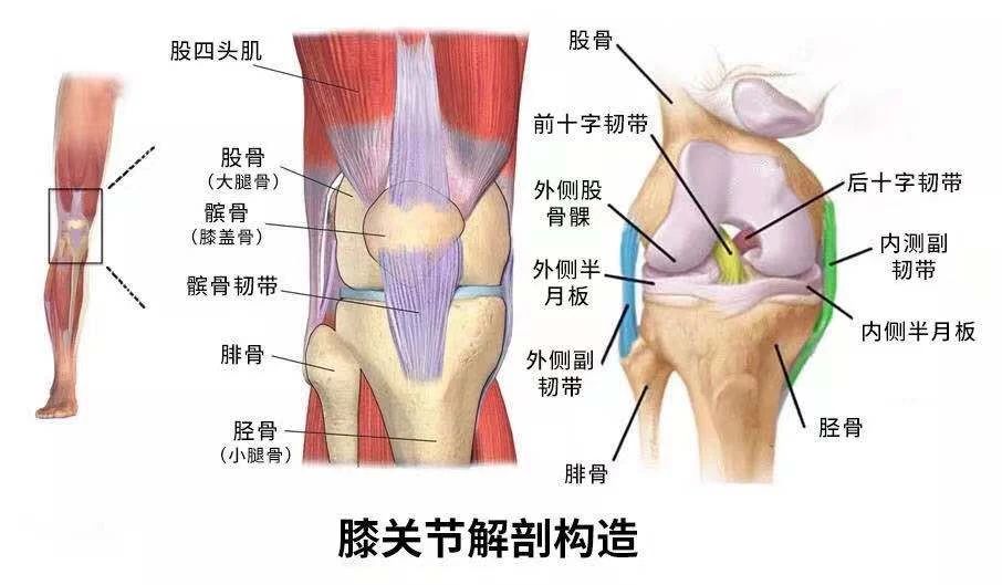 前交叉韧带重建