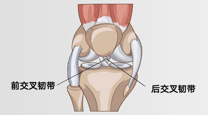 十字韧带在哪个位置图片