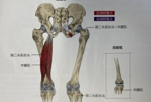 腘绳肌出现问题会对前交叉韧带重建术后康复造成哪些影响?-前叉之家