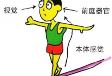 前交叉韧带重建本体感觉下降,会增加好腿的损伤率?-前叉之家