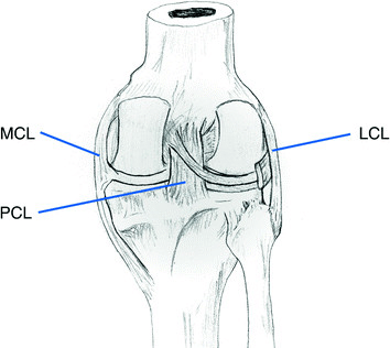 6.2 Anterior view of a dissected right knee that shows both cruciate... | Download Scientific Diagram