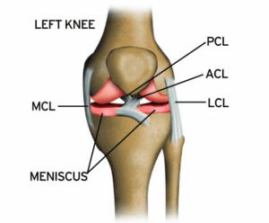 Physiotherapy Rehabilitation for Anterior Cruciate Ligament Injury